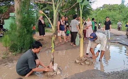 Indramayu, Warga Tanami Jalan Rusak Dengan Pohon Pisang