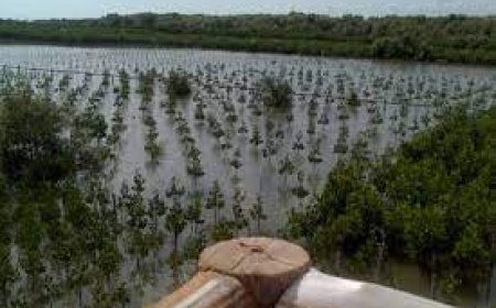 Wisata Tanaman Bakau di Kubu Raya Berpotensi Dilirik Dunia