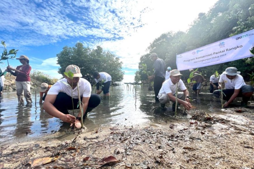PLN Lakukan Gerakan Rehabilitasi Mangrove Pada 20 Hektare Lahan di NTT