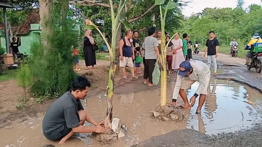 Indramayu, Warga Tanami Jalan Rusak Dengan Pohon Pisang