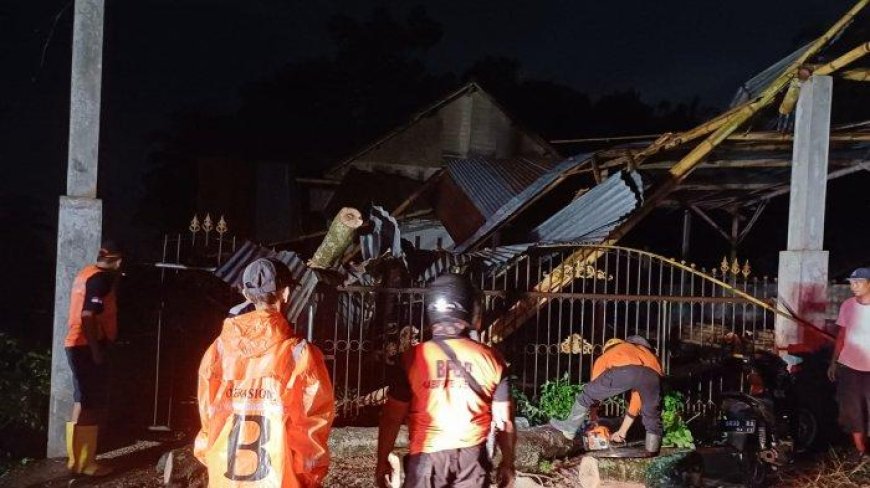 Akibat Hujan Deras, Pohon Tumbang Timpa Empat Rumah Warga Jember